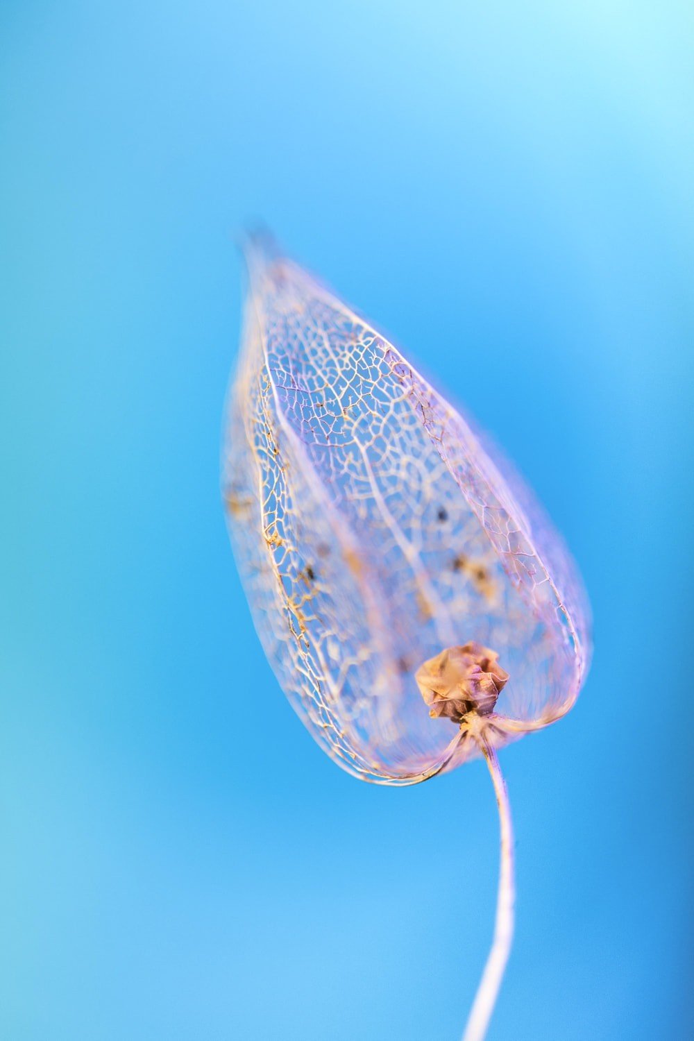 Blue Flower